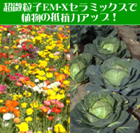菜園EMセラミックスパウダー 菜園EMセラミックスパウダー