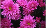 菊 菊